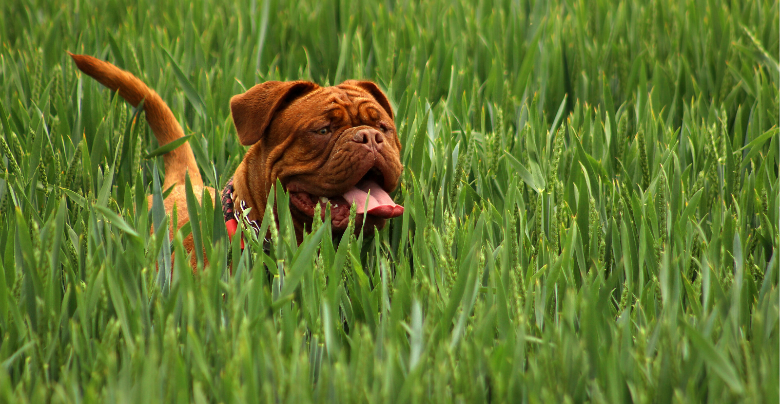 why-do-dogs-eat-grass